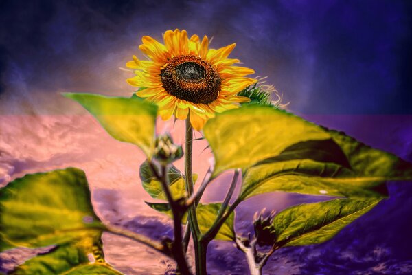 Yellow sunflower on a purple background