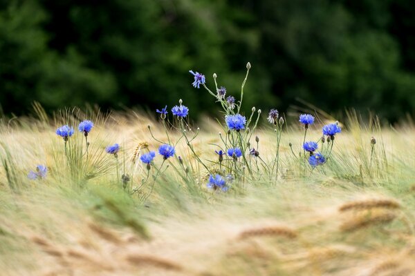 Bleuets au milieu du blé. fleurs dans un champ de blé