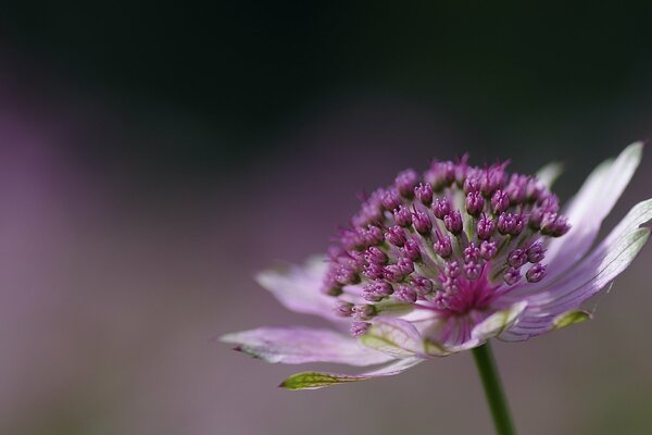 Fleur rose avec fond flou