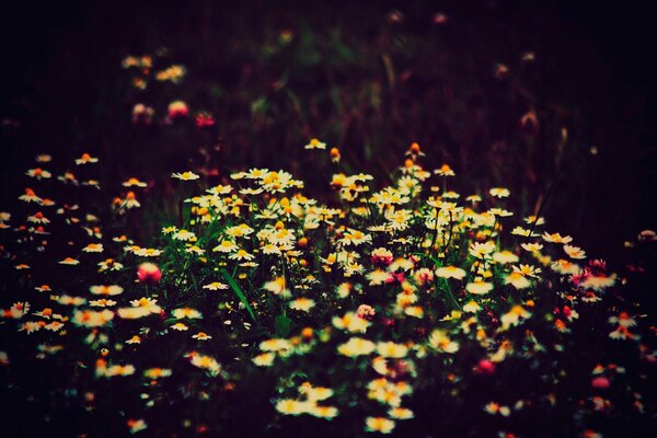 Fleurs sauvages de camomille et de trèfle