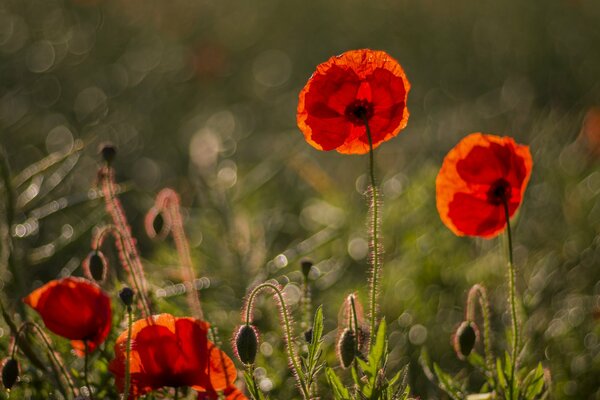 Red poppies on a green blurry background