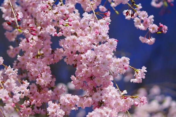 Beautiful flowering of delicate pink cherry blossoms