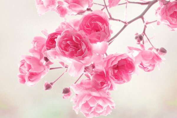 Macro background of pink flowers