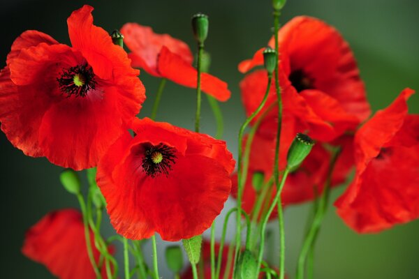 Petals and flowers of the poppy nature