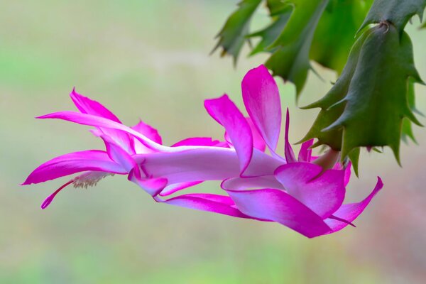 El cactus del bosque florece con un capullo de rosa brillante