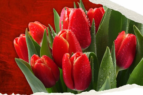 Bouquet of bright tulips on a red background