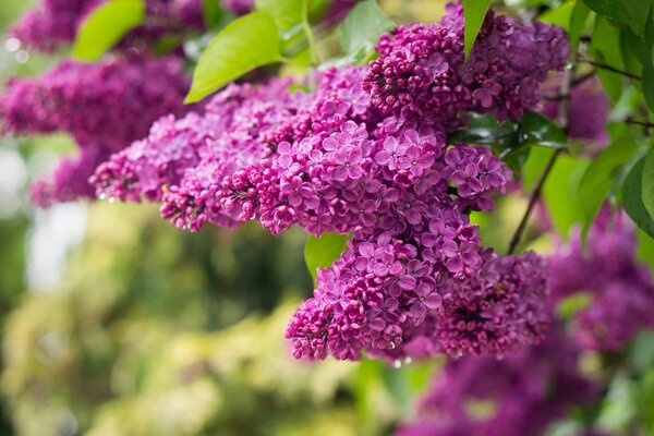 Branche de lilas lilas par temps clair