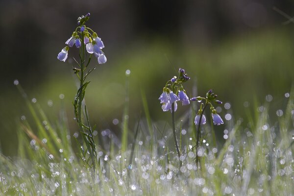 Tautropfen auf Gras und blauen Farben