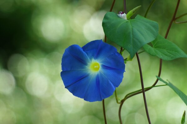 Convolvolo blu. bellissimo fiore blu