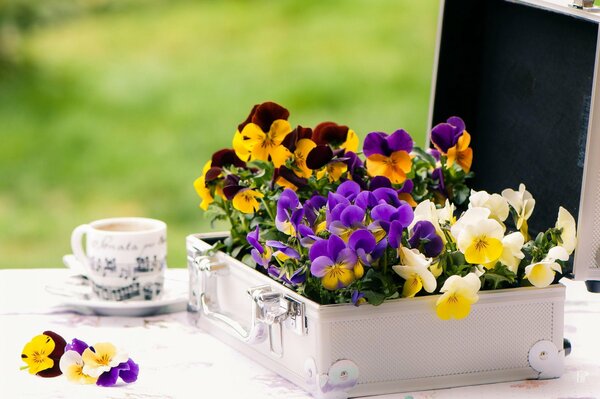 Violets in a white case next to a cup on which the notes are depicted