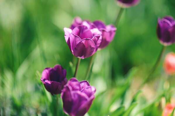 Tulpen sind lila auf grünem Gras