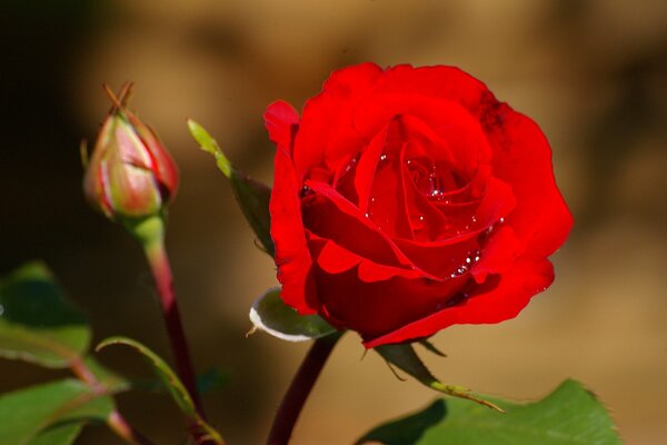 Rose rouge vif avec des gouttelettes d eau