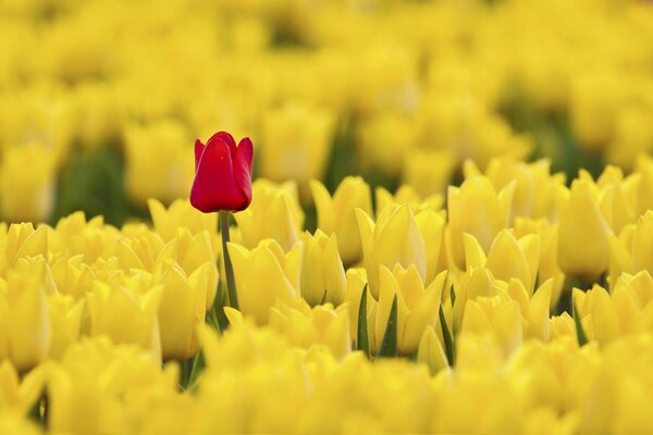 A lonely red tulip on a yellow background