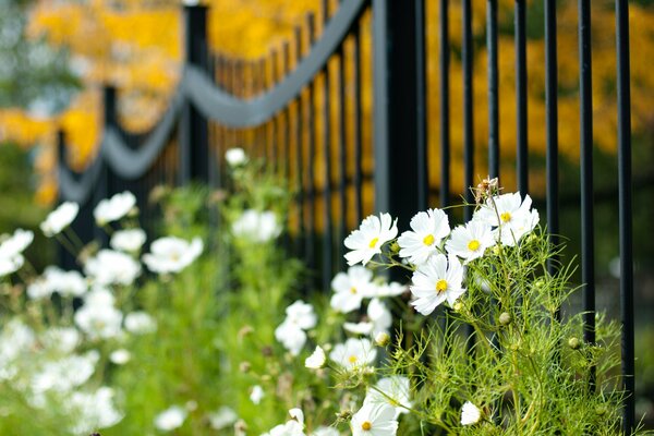 Blumen des weißen Kosmeus, der am Zaun wächst