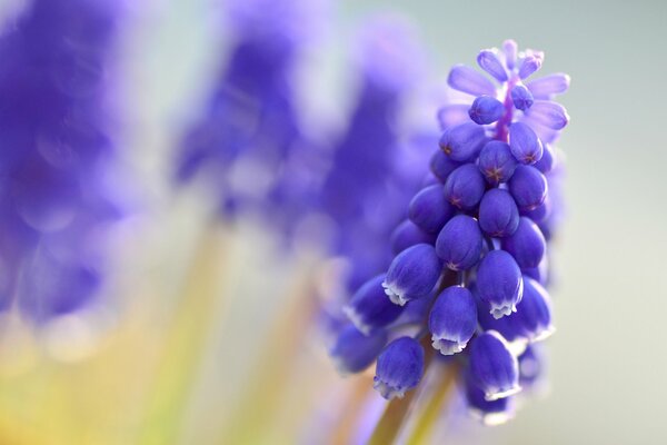 Beautiful blue muscari, like a bunch of grapes, spreading their arrmat, inspirers of beautiful strings of the soul