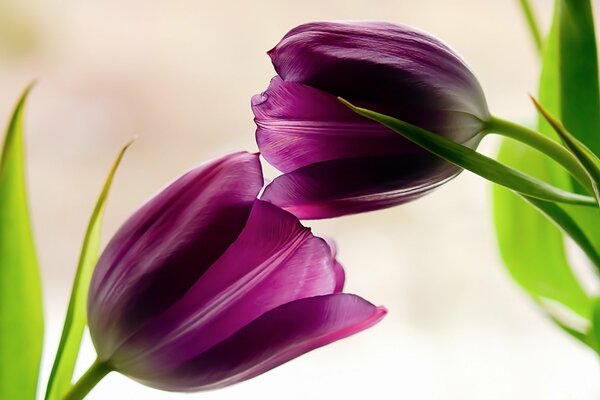 Tulips are blooming. Photo up close