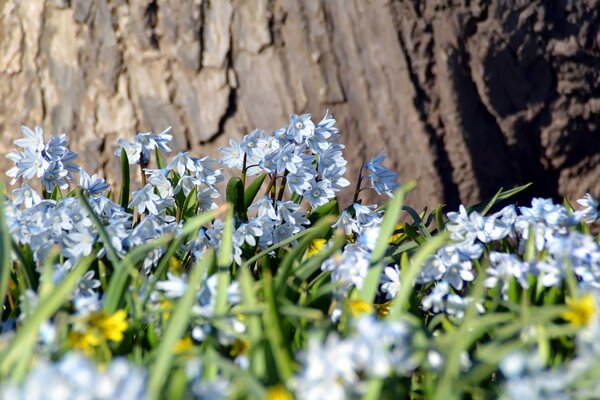 A spring, forest clearing, making you enjoy life, waking up from cold winter days and filling the air with the upcoming summer warmth