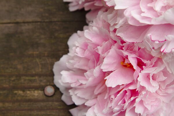 Flores peonías Rosadas en la mesa