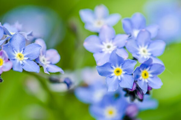 Delicati fiori blu-nontiscordardime