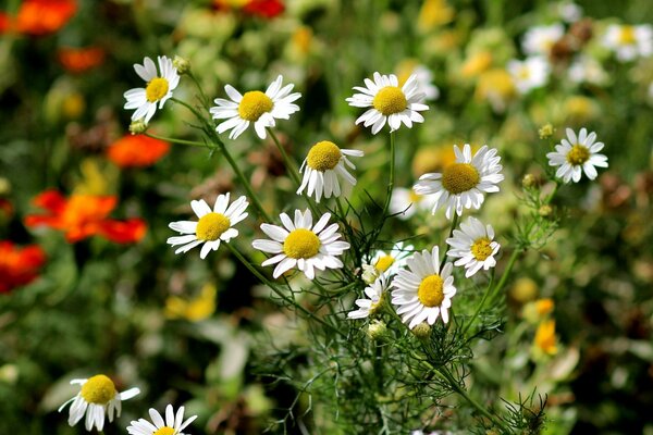 Schöne Gänseblümchen im Sommerfeld