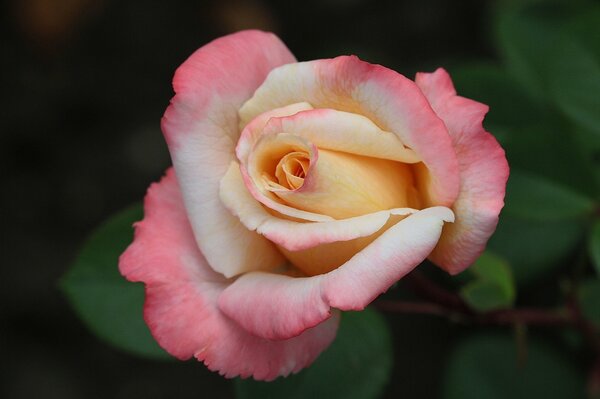 Scatto macro del bocciolo di rosa