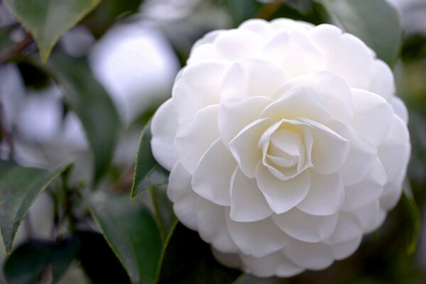 Weiße Blume Kamelie ihre Blütenblätter