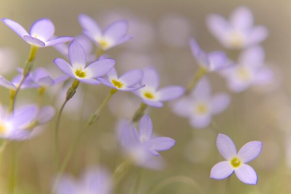 Lilac flowers on a blurry background