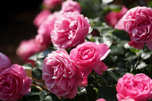 Rosa Rosen auf grünem Laubhintergrund