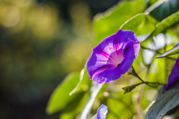 Lumineux, explosif, avec simplicité et en même temps une fleur inhabituelle. La couleur lilas-violet de l éveil de la passion