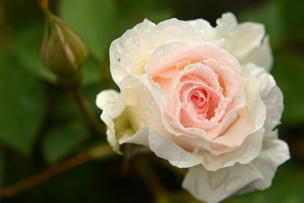 Delicada rosa en gotas de lluvia