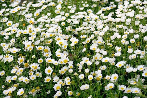 Viele Gänseblümchen auf einem grünen Feld