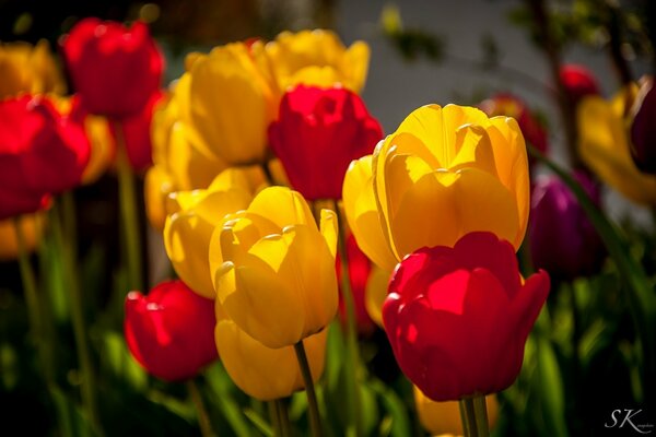 Tulipes fleurs macro jaune et rouge