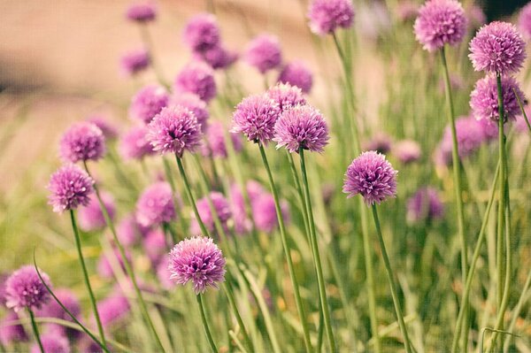 Flores campestres. naturaleza. hermosas flores