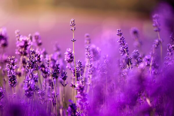 Photo of a purple lavender field in the bokeh style