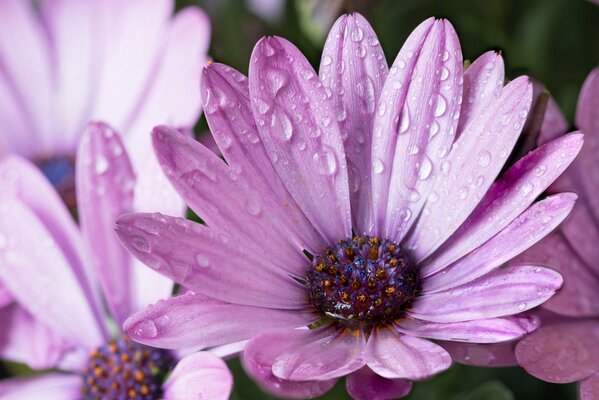 Fleurs lilas avec Rosée après la pluie