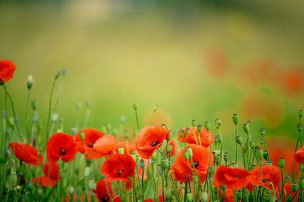 Mohnblumen im Frühling auf verschwommenem Hintergrund