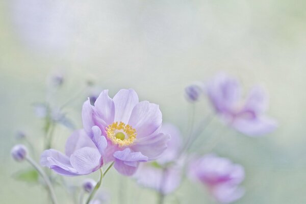 Soft purple flowers on a blurry background