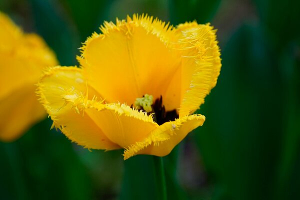 Peludo tulipán amarillo en foco