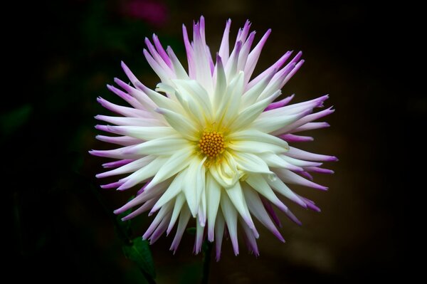 Dalia bianca con petali viola su sfondo nero