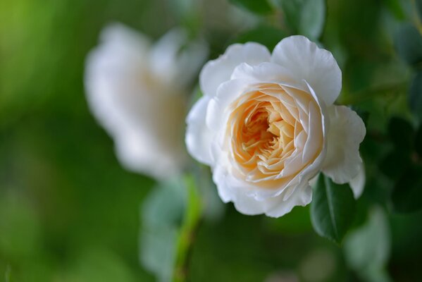 Rosa, fiore di amore, speranza e bellezza. Quindi voglio contemplarlo ogni giorno e ammirare lo splendore e la nobiltà della natura