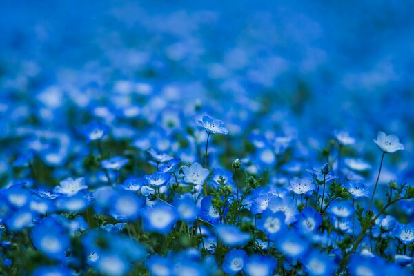 Fiori blu su sfondo sfocato