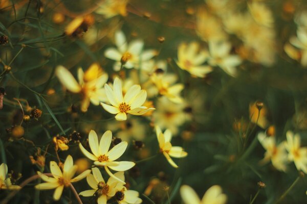 White cosmea flowers on a blurry background