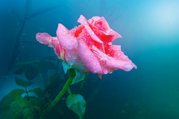 Bourgeon de rose avec des gouttes de rosée