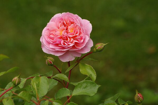 Pink rose grows in the garden