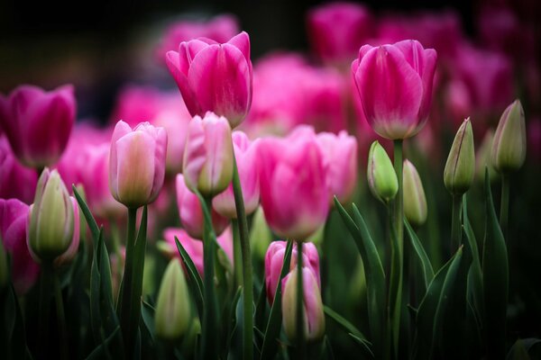 Les tulipes rosées et non ouvertes au bourgeon