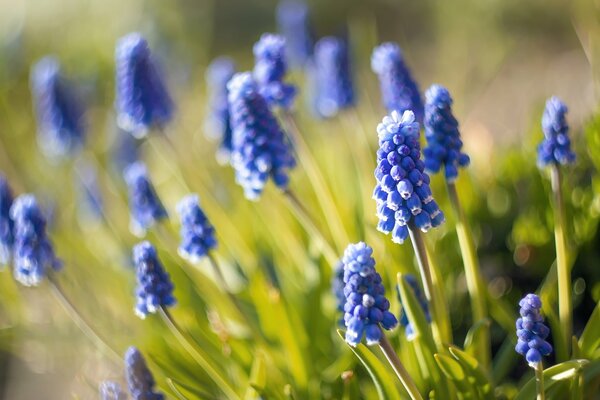 Muscari bleu avec fond flou