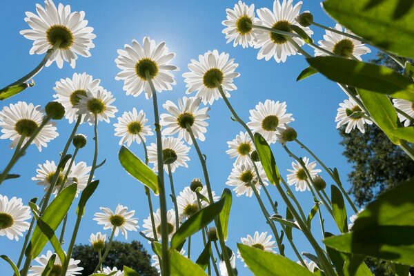 Margherite fotografate dal basso contro il cielo blu