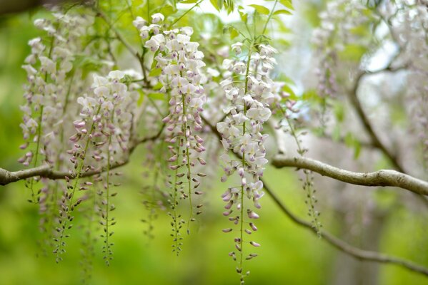 Blühende Wisteria ist die Schönheit der Natur