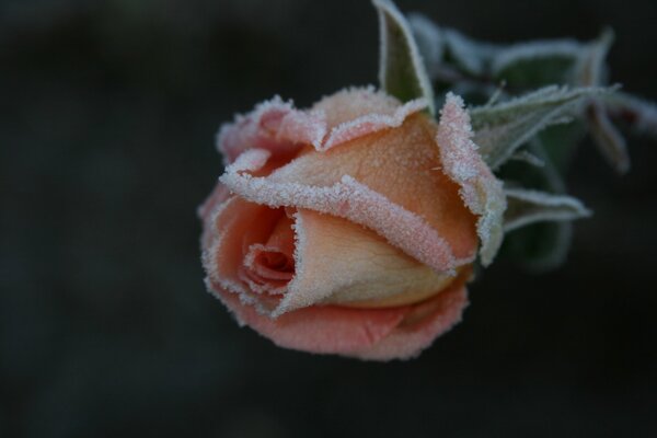 Belle rose dans le jardin avec du givre sur les pétales