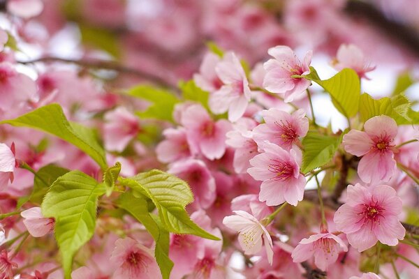 The cherry blossomed in the sunny spring